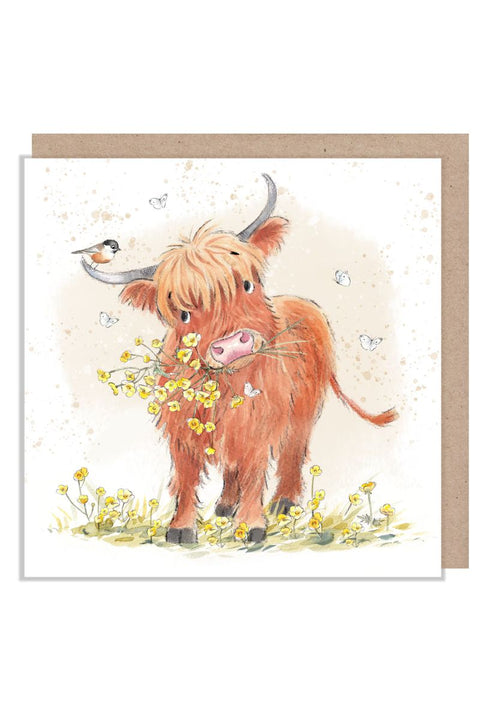 Highland Cow