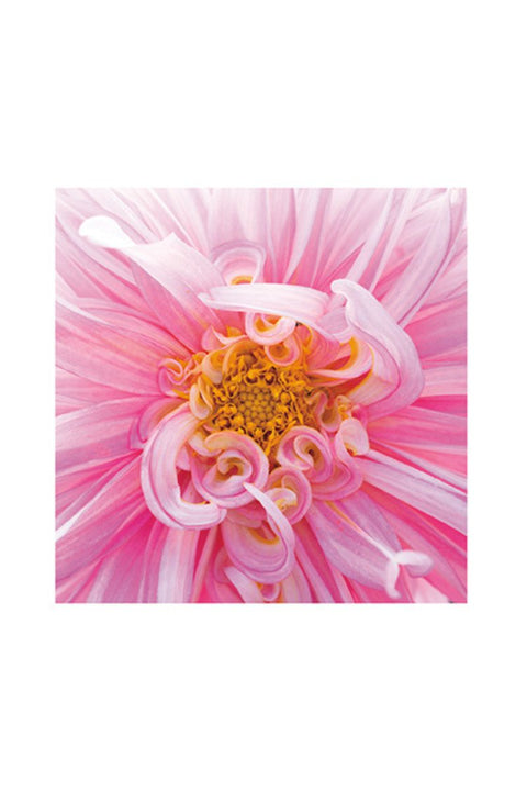 Photographic Dahlia